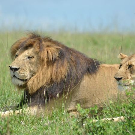 Rekero Camp Hotel Mara Simba Eksteriør billede