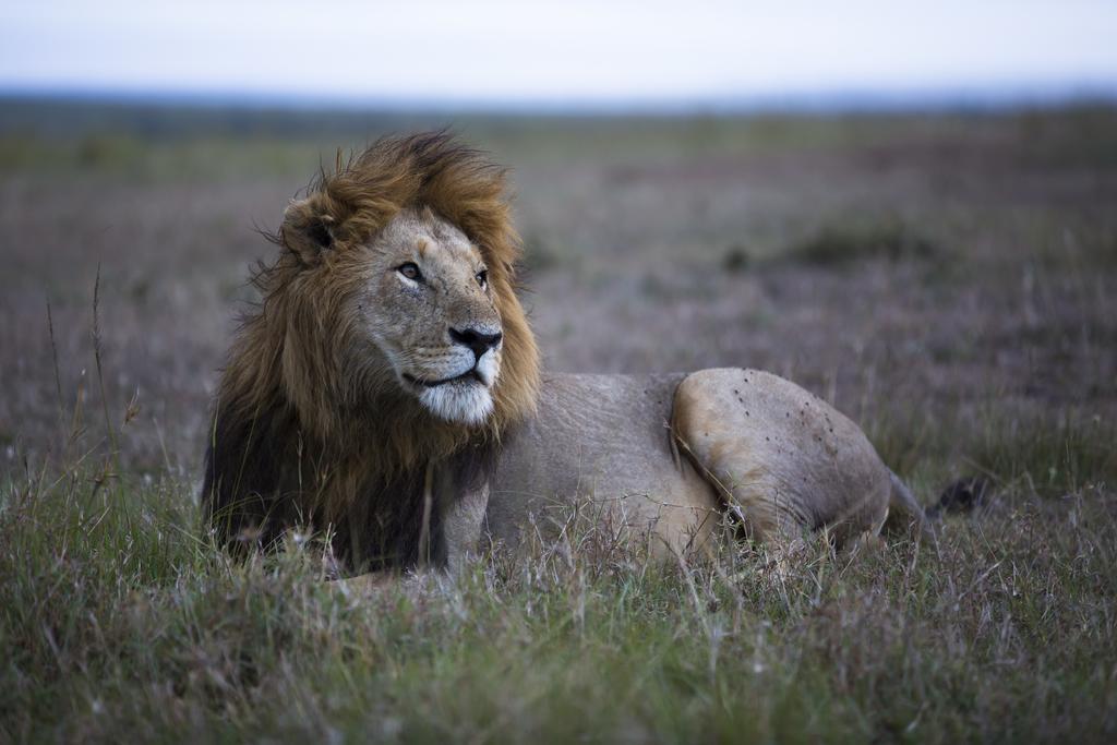 Rekero Camp Hotel Mara Simba Eksteriør billede